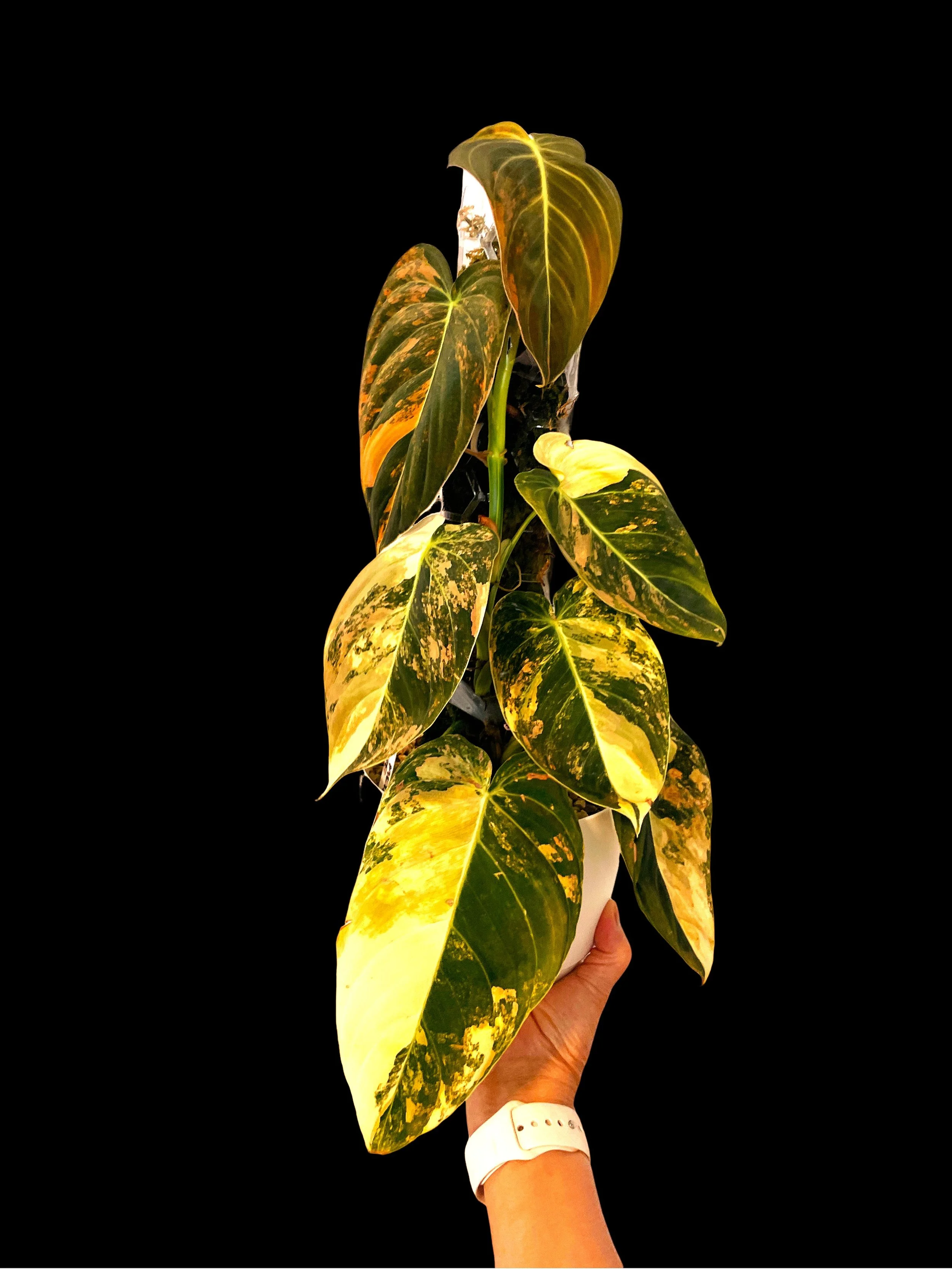 philodendoroncelebrationフィロデンドロンセレブレーション philodendoroncelebrationフィロデンドロンセレブレーション